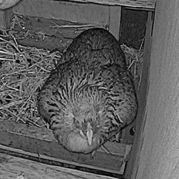 Missy settled in the nest box straw