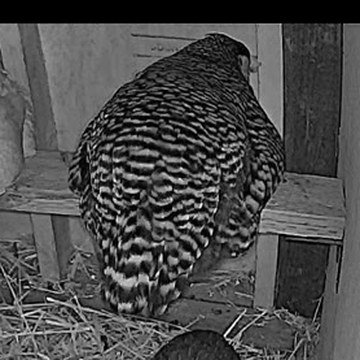Peppa, black-and-white barred, on the roost