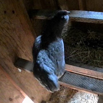 Princess Laya on the roost at dusk