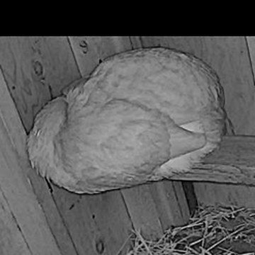 Sunny asleep on the high roost bar