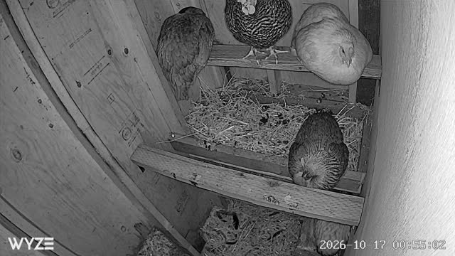 Night-vision view of the coop: three on the high bar, Missy in the nest box, Buffy on the ramp